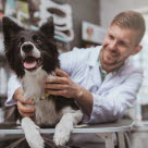 Border Collie beim Tierarzt