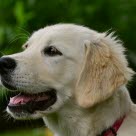 Golden Retriever Welpe